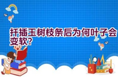 扦插玉树枝条后为何叶子会变软？