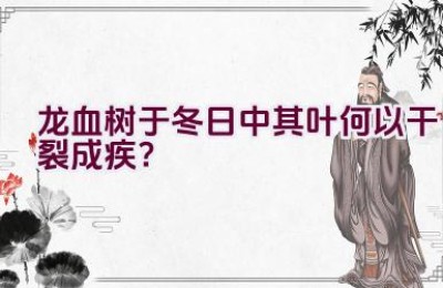 龙血树于冬日中其叶何以干裂成疾？