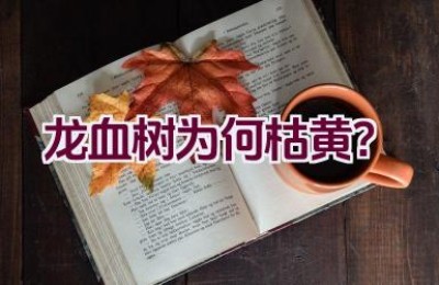 龙血树为何枯黄？