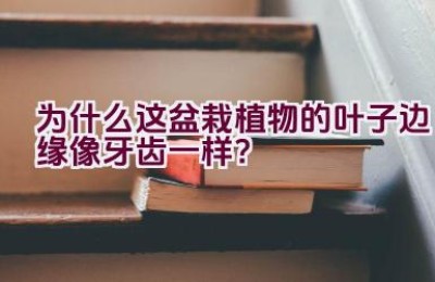 为什么这盆栽植物的叶子边缘像牙齿一样？