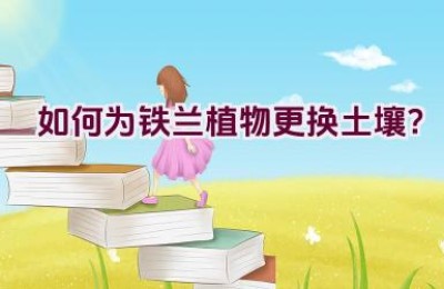 如何为铁兰植物更换土壤？