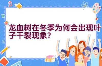 龙血树在冬季为何会出现叶子干裂现象？