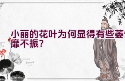 小丽的花叶为何显得有些萎靡不振？