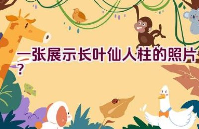 一张展示长叶仙人柱的照片？