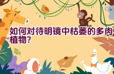 如何对待明镜中枯萎的多肉植物？