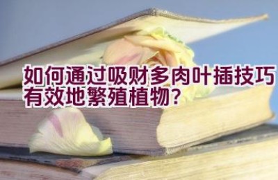 如何通过吸财多肉叶插技巧有效地繁殖植物？