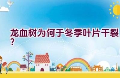 龙血树为何于冬季叶片干裂？