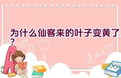 为什么仙客来的叶子变黄了？