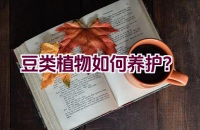 豆类植物如何养护？