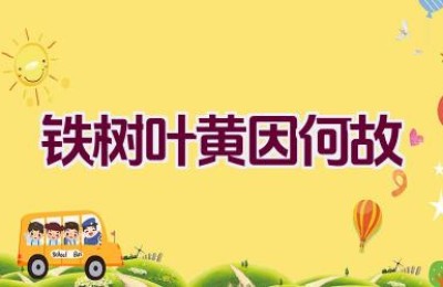 铁树叶黄因何故