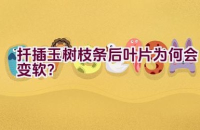 扦插玉树枝条后叶片为何会变软？