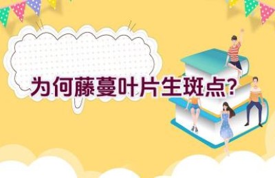 为何藤蔓叶片生斑点？