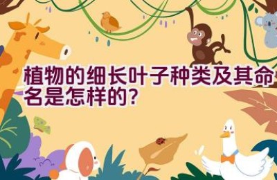 植物的细长叶子种类及其命名是怎样的？