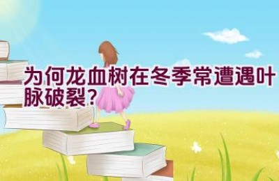 为何龙血树在冬季常遭遇叶脉破裂？