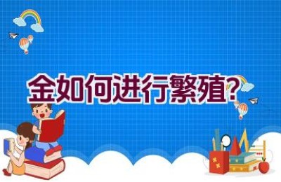 金如何进行繁殖？