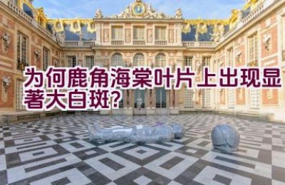 为何鹿角海棠叶片上出现显著大白斑？