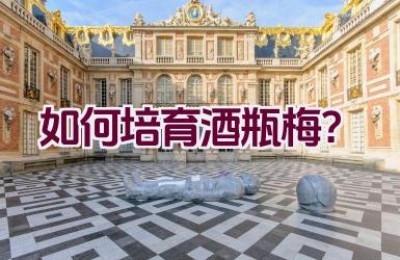 如何培育酒瓶梅？