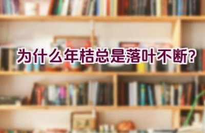 为什么年桔总是落叶不断？
