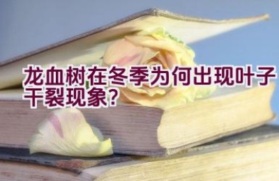 龙血树在冬季为何出现叶子干裂现象？