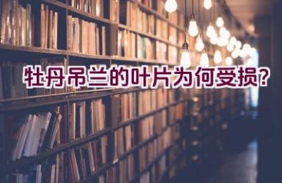 牡丹吊兰的叶片为何受损？