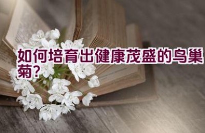 如何培育出健康茂盛的鸟巢菊？