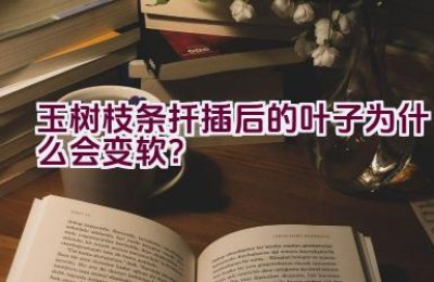 玉树枝条扦插后的叶子为什么会变软？