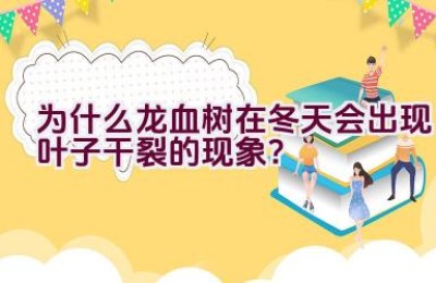为什么龙血树在冬天会出现叶子干裂的现象？