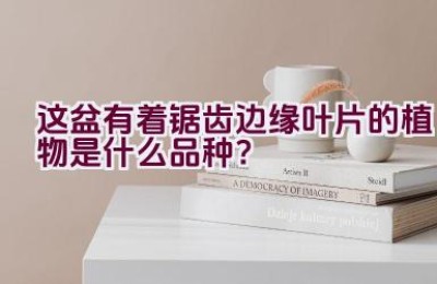 这盆有着锯齿边缘叶片的植物是什么品种？