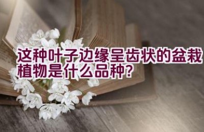 这种叶子边缘呈齿状的盆栽植物是什么品种？