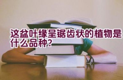 这盆叶缘呈锯齿状的植物是什么品种？