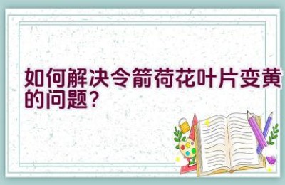 如何解决令箭荷花叶片变黄的问题？