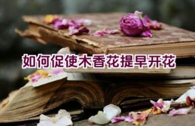 如何促使木香花提早开花