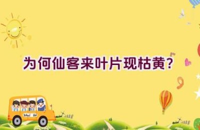 为何仙客来叶片现枯黄？