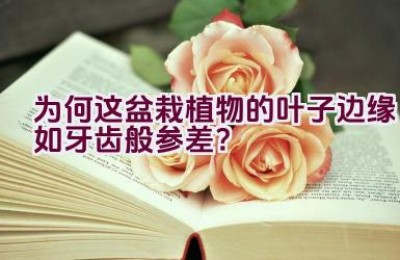 为何这盆栽植物的叶子边缘如牙齿般参差？