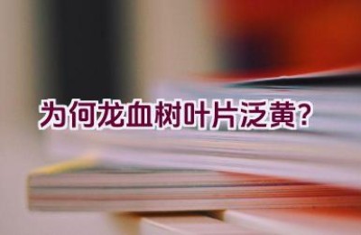 为何龙血树叶片泛黄？