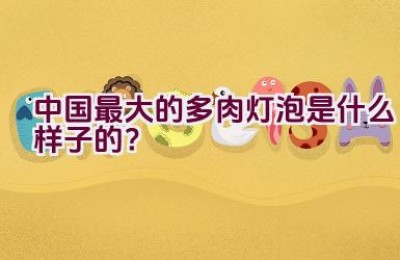 中国最大的多肉灯泡是什么样子的？