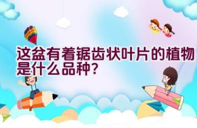 这盆有着锯齿状叶片的植物是什么品种？