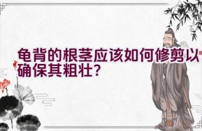 龟背的根茎应该如何修剪以确保其粗壮？