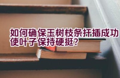 如何确保玉树枝条扦插成功使叶子保持硬挺？