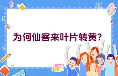 为何仙客来叶片转黄？