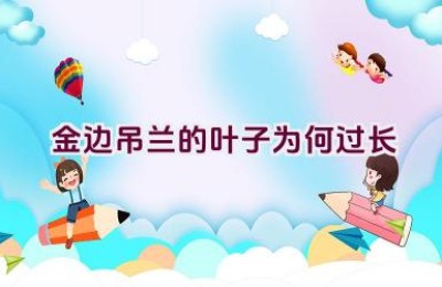 金边吊兰的叶子为何过长