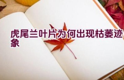 虎尾兰叶片为何出现枯萎迹象