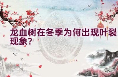 龙血树在冬季为何出现叶裂现象？