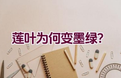 莲叶为何变墨绿？