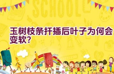 玉树枝条扦插后叶子为何会变软？