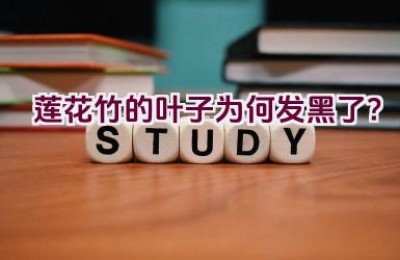 莲花竹的叶子为何发黑了？