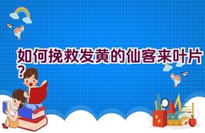 如何挽救发黄的仙客来叶片？