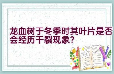 龙血树于冬季时其叶片是否会经历干裂现象？