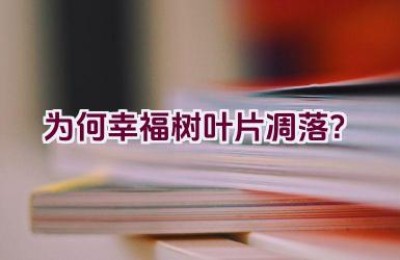 为何幸福树叶片凋落？