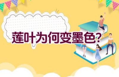 莲叶为何变墨色？